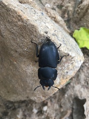 Dorcus hopei hopei
