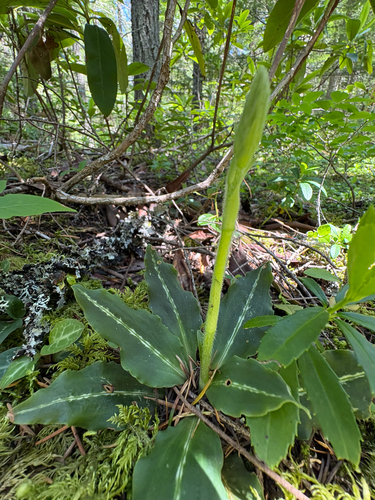 Western Rattlesnake Plantain