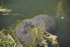 Pectinatella magnifica
