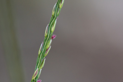 Digitaria setigera iNat (3)