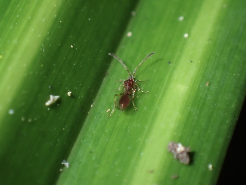 Diphoropria observed 2026-05-30
