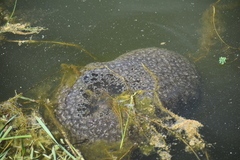 Pectinatella magnifica