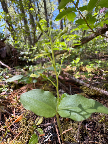 Northwestern Twayblade