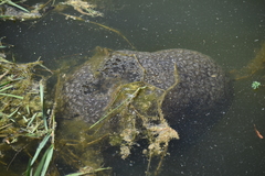 Pectinatella magnifica