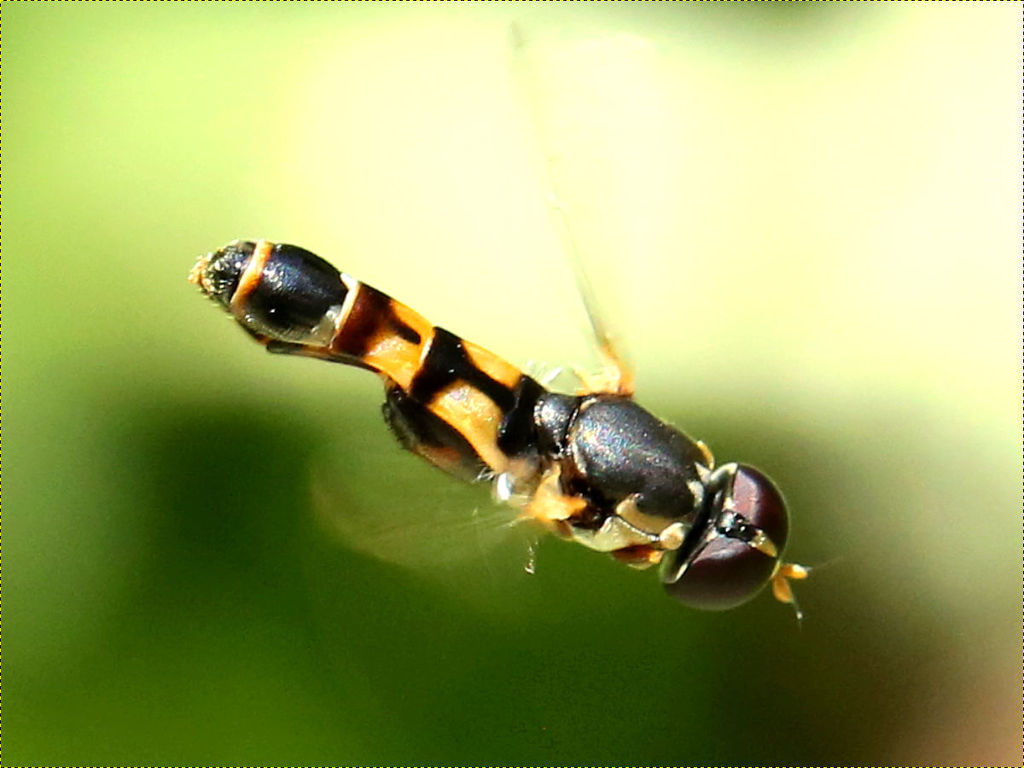 Thick-legged Hover Fly