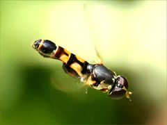 Thick-legged Hover Fly