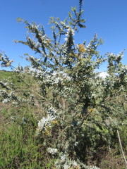 Acacia baileyana