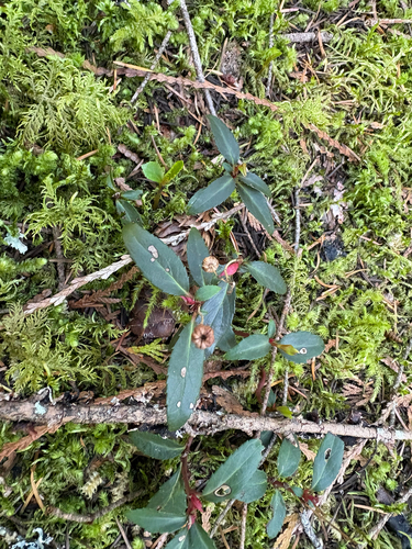 Little Prince's Pine