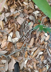 Heliconius charithonia