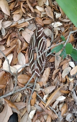 Heliconius charithonia