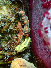 Colochirus