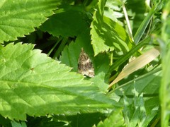 Syricoris