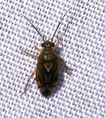 Tropidosteptes