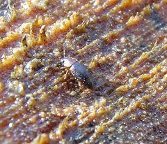 Anthobium atrocephalum