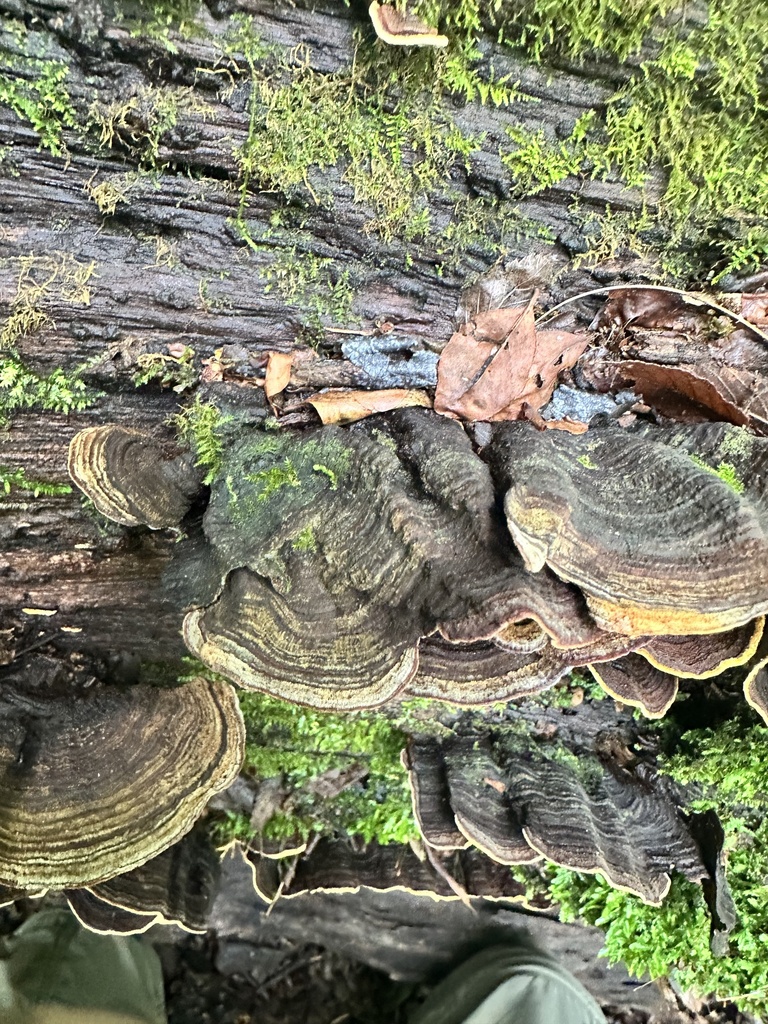 Xylobolus subpileatus · May 2026 · photo: Photo: (c) Scott Ward, some rights reserved (CC BY) · iNaturalist