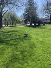 Branta canadensis