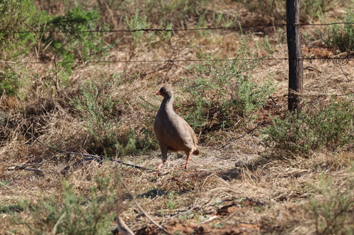 Red-billed Spurfowl (Pternistis adspersus), photo 4