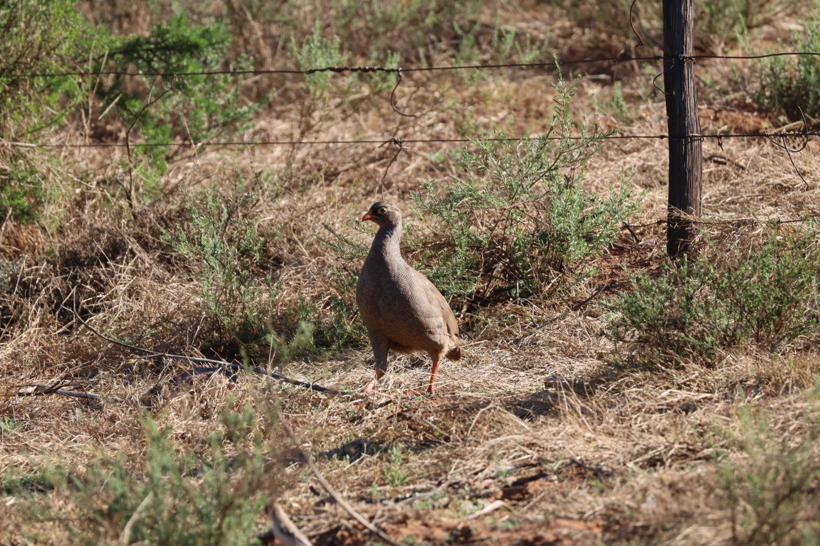 Red-billed Spurfowl (Pternistis adspersus), photo 4