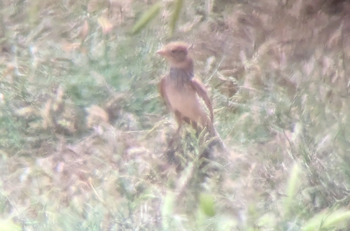 Mediterranean Short-toed Lark