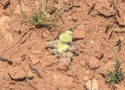 Greenish Black-tip