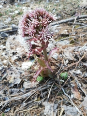 Petasites paradoxus