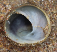 Sigapatella novaezelandiae