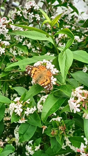 Painted Lady