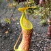 Nepenthes justinae - Photo (c) ellencorcino, some rights reserved (CC BY-NC)