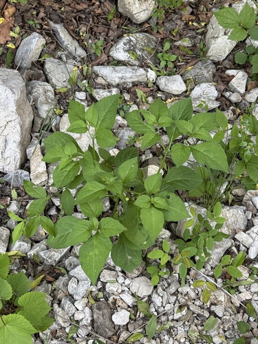 Physaliastrum echinatum iNat (1)
