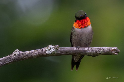 Ruby-throated Hummingbird photographed in South Carolina