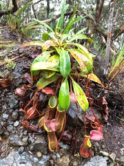 Nepenthes justinae