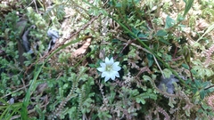 Gentiana flavomaculata