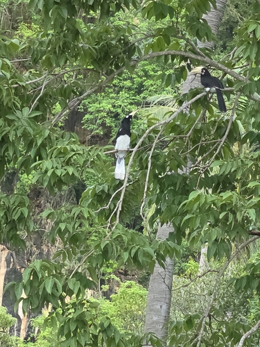 Oriental Pied Hornbill