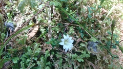 Gentiana flavomaculata