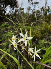 Dendrobium stella-silvae