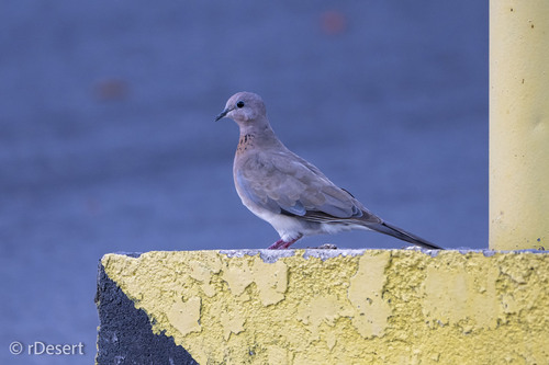 Laughing Dove