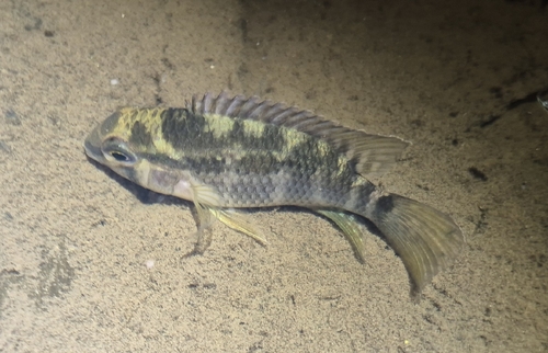 Dolfijncichlide (Krobia itanyi) — Cichlidae