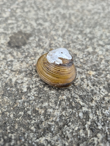 Asian Clam