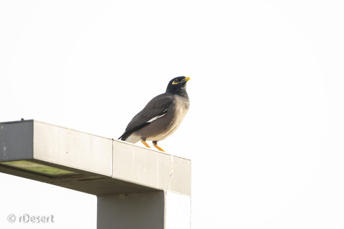 Common Myna
