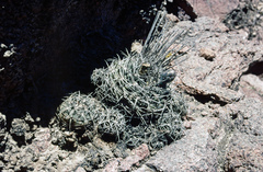 Gymnocalycium pugionacanthum