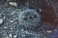 Gymnocalycium pugionacanthum