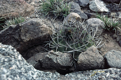 Gymnocalycium pugionacanthum