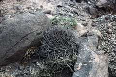 Gymnocalycium pugionacanthum