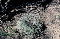 Gymnocalycium pugionacanthum