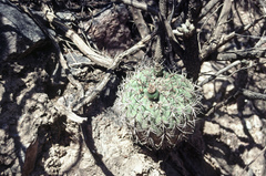 Gymnocalycium pugionacanthum