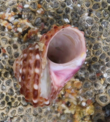 Modelia granosa