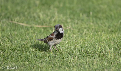 House Sparrow