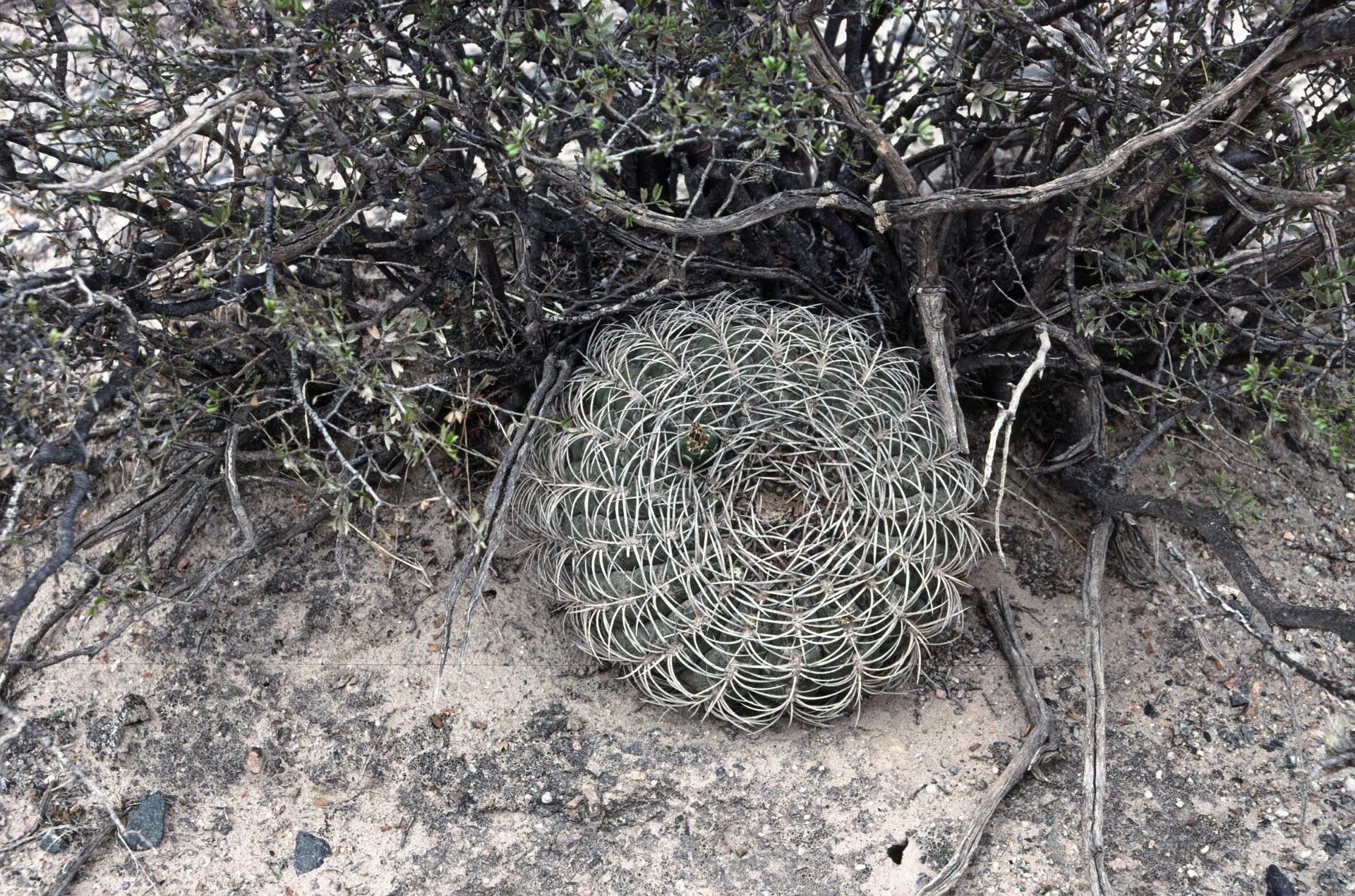 Gymnocalycium pugionacanthum  iNaturalist