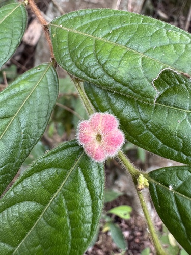 Glochidion eriocarpum, 2026-05-30