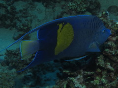 Pomacanthus maculosus